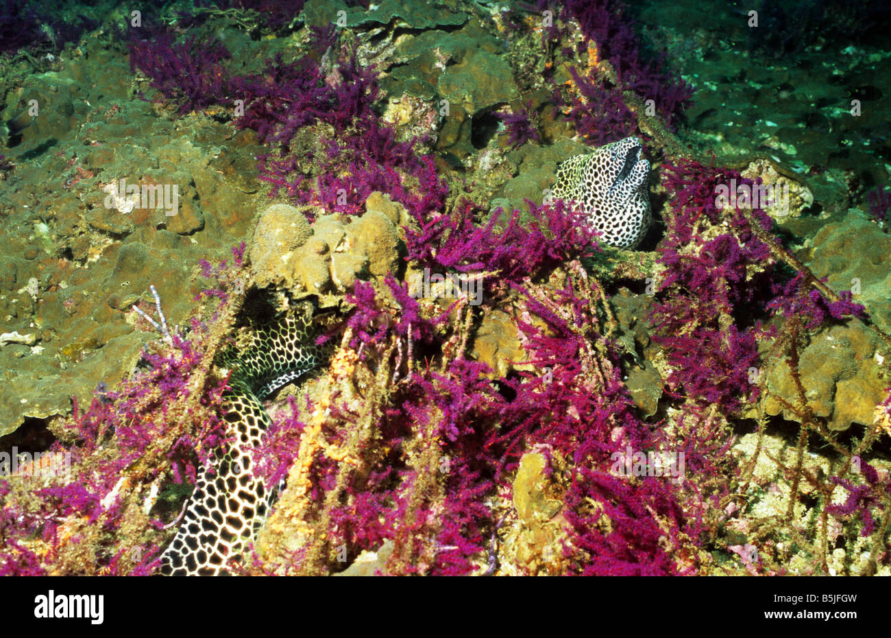 Honeycomb Moray Eel. Gymnothorax Favagineus. Family: Muraenidae. Marine life of Oman. Musandam Peninsula. Stock Photo