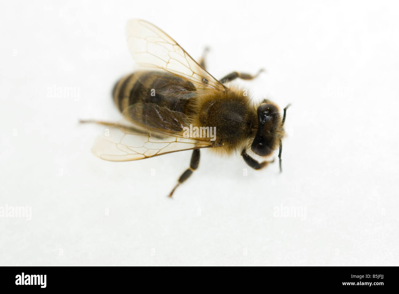 Honeybee Apis Mellifera Stock Photo - Alamy