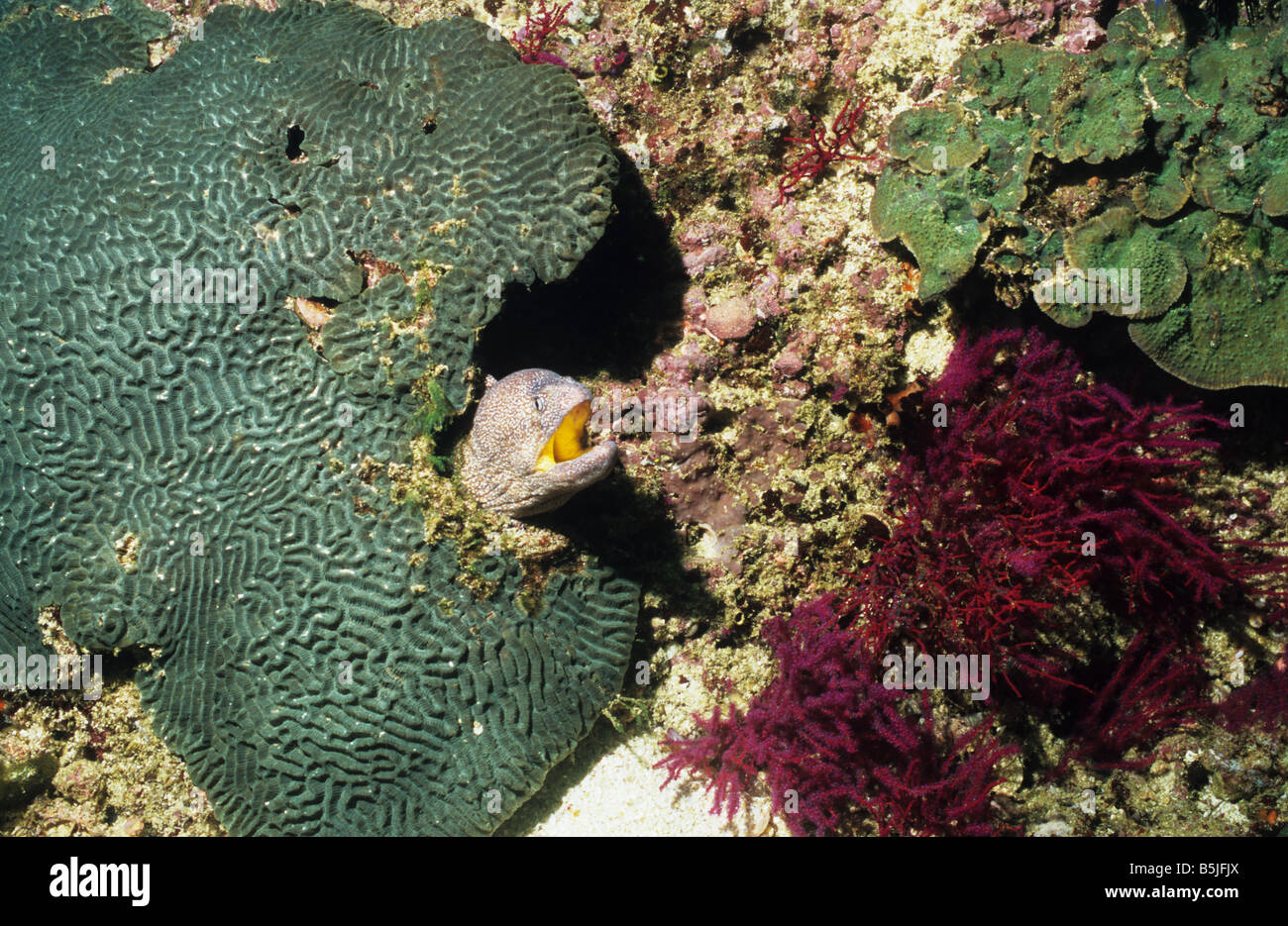 Yellow mouth Moray Eel, (Gymnothorax Nudivomer) beneath a brain coral. Off Limah Rock. Oman. Marine life of Oman. Stock Photo