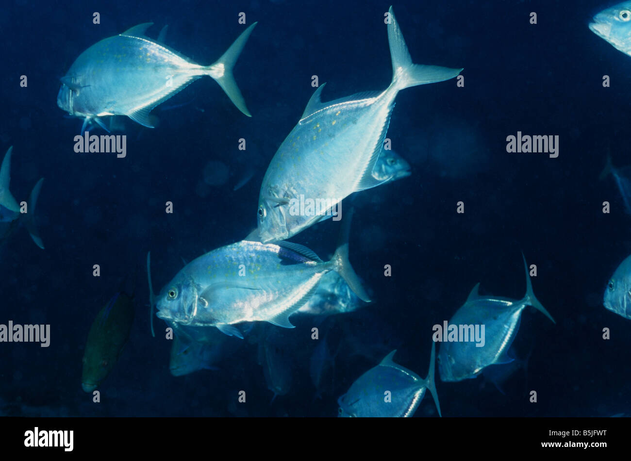 Jacks. Yellow spotted Trevally. Carangoides Fulvoguttatus. Scatter as