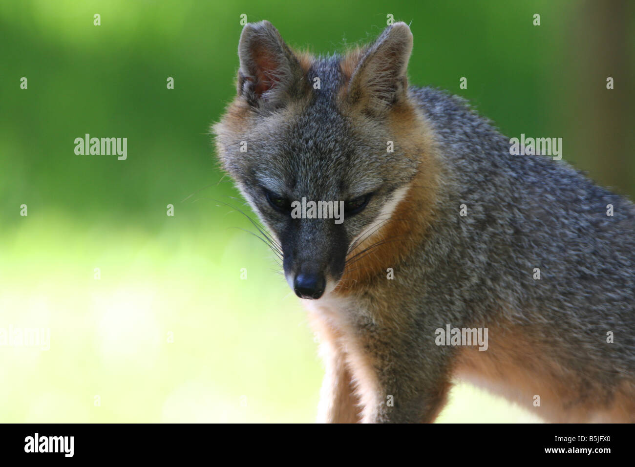 stock photo of a florida red fox taken in Homosassa Florida Stock Photo