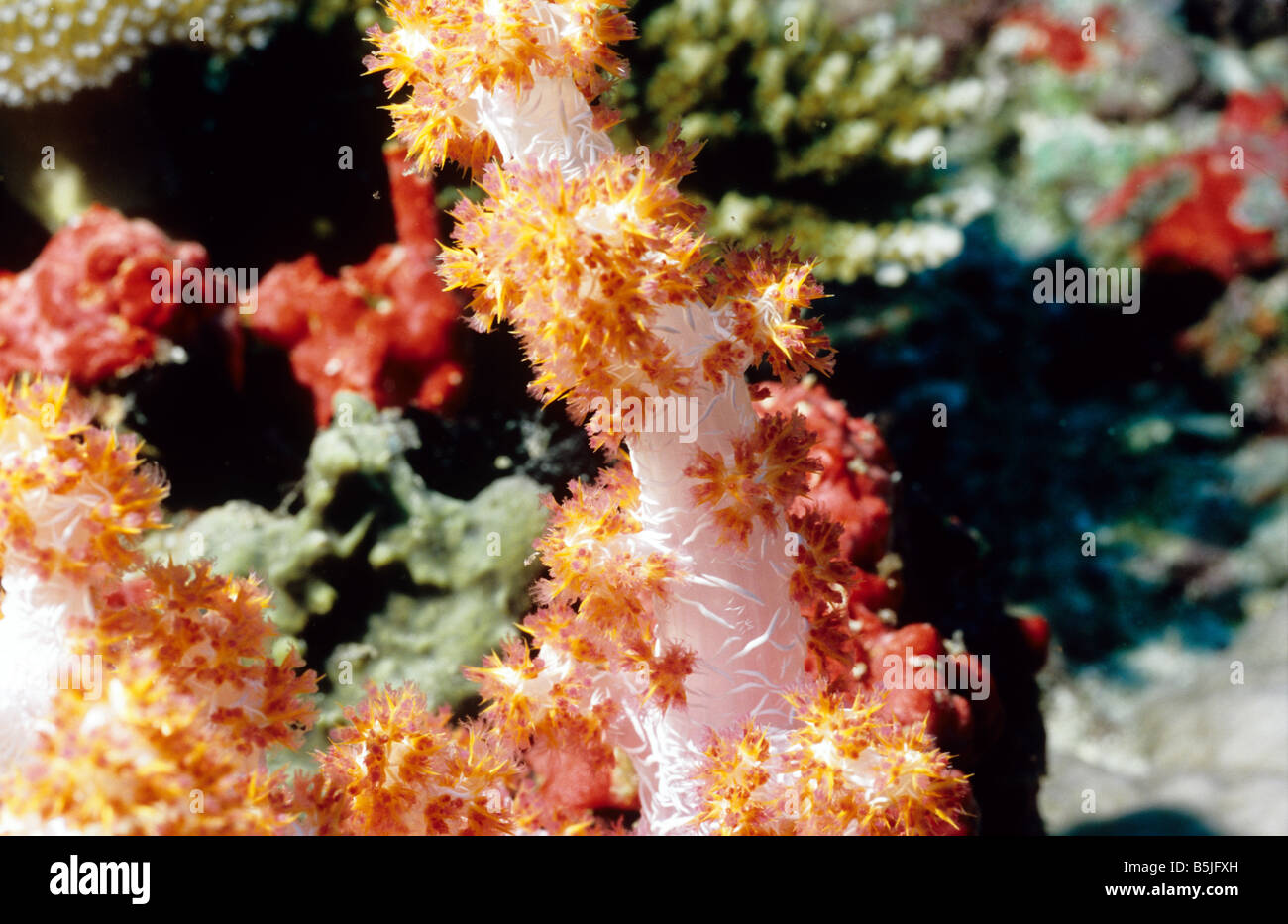 Alcyonaria. Soft Corals. Orange Spiky Soft Coral. Nephtheidae. Dendronephthya sp. Soft Corals of the Maldives. Marine life. Stock Photo