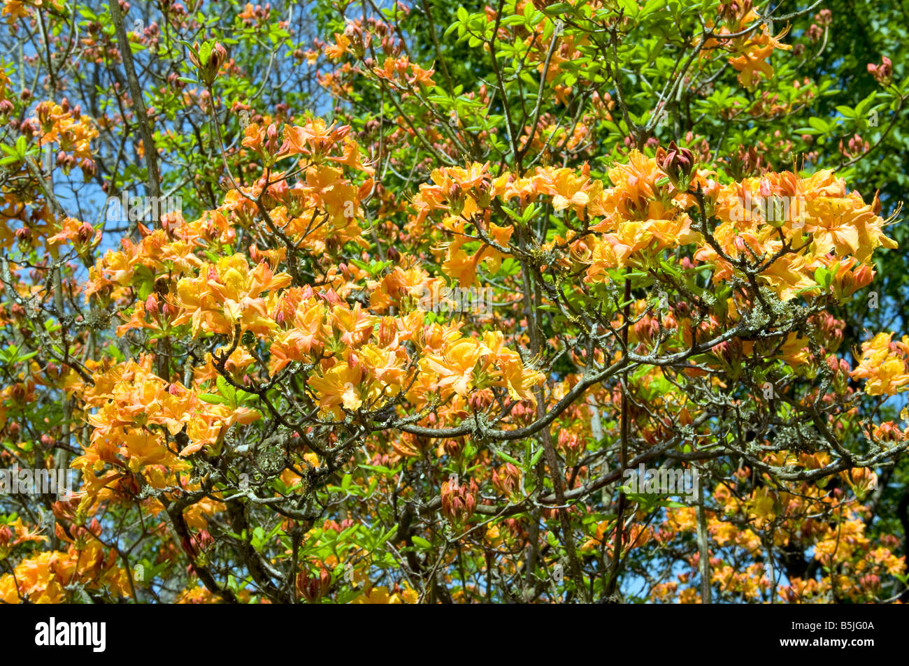 rhododendron trit d2 Scintillation Rhododendron