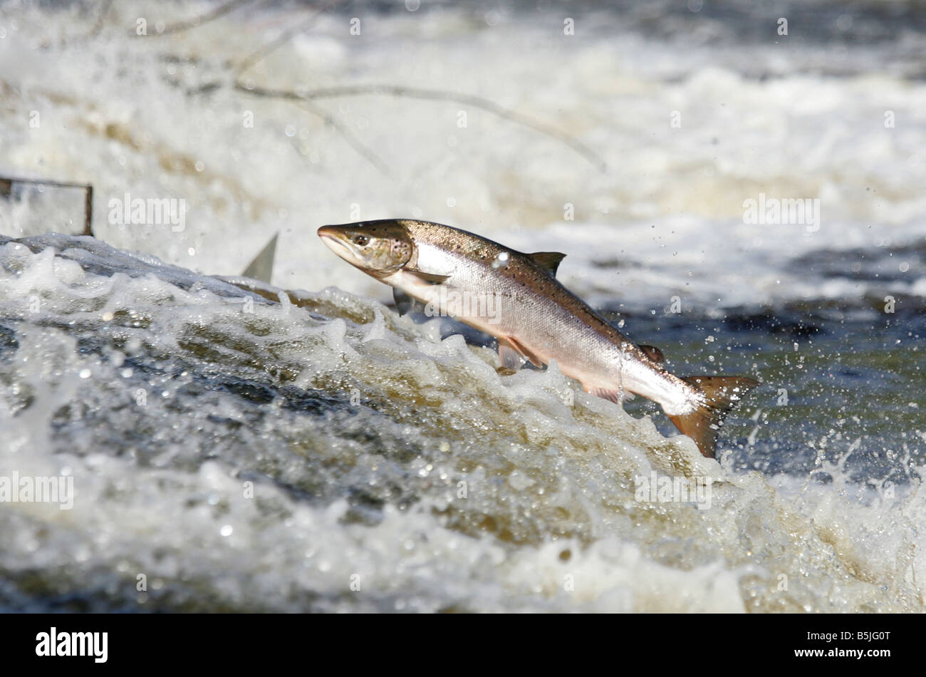 Wild salmon leaping upstream at the Philiphaugh cauld near at Selkirk