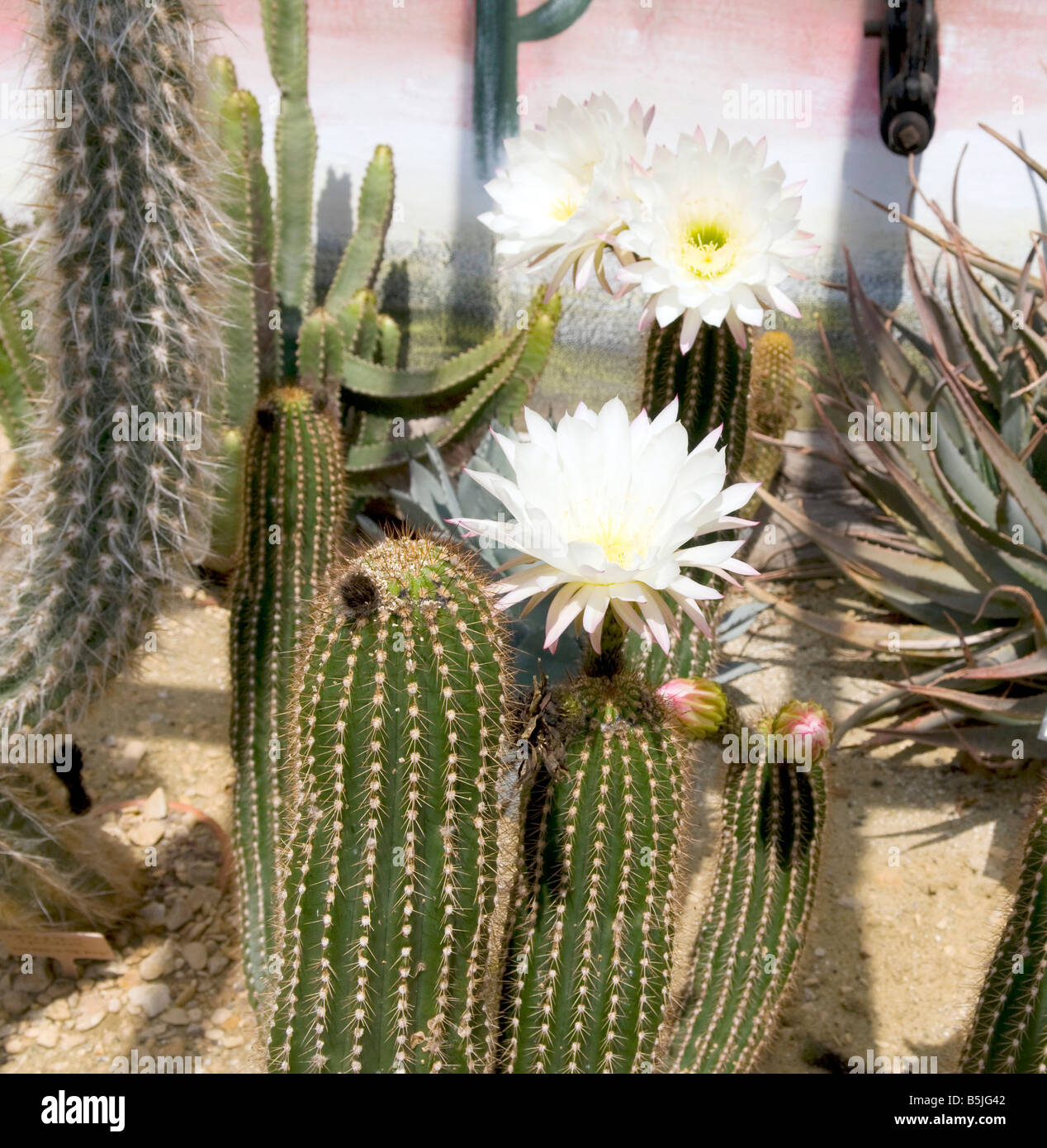 Haageocereus versicolor Cacti Stock Photo
