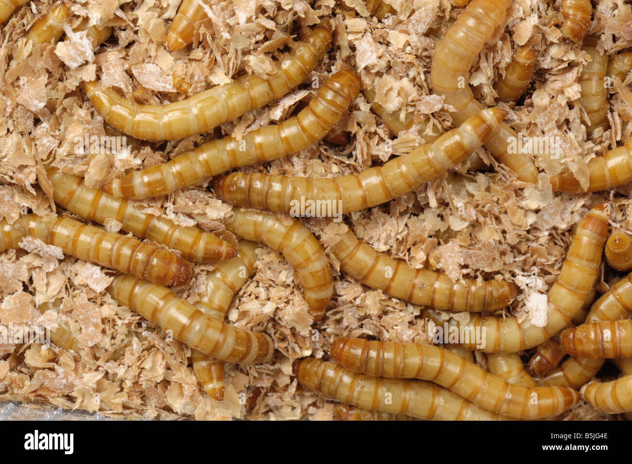 Yellow mealworm Tenebrio molitor beetle larvae Stock Photo Alamy