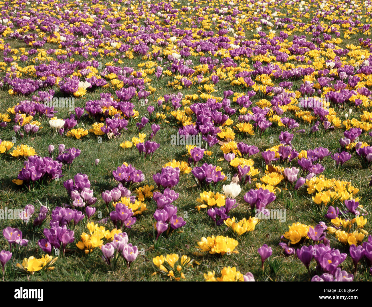 Mass planting of crocus bulbs in flower across grass lawn Stock Photo