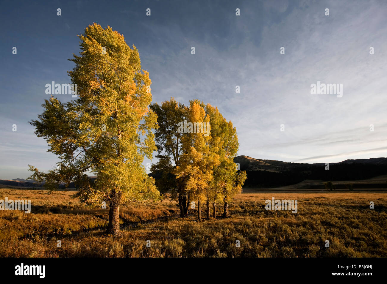 Lamar valley autumn hi-res stock photography and images - Alamy