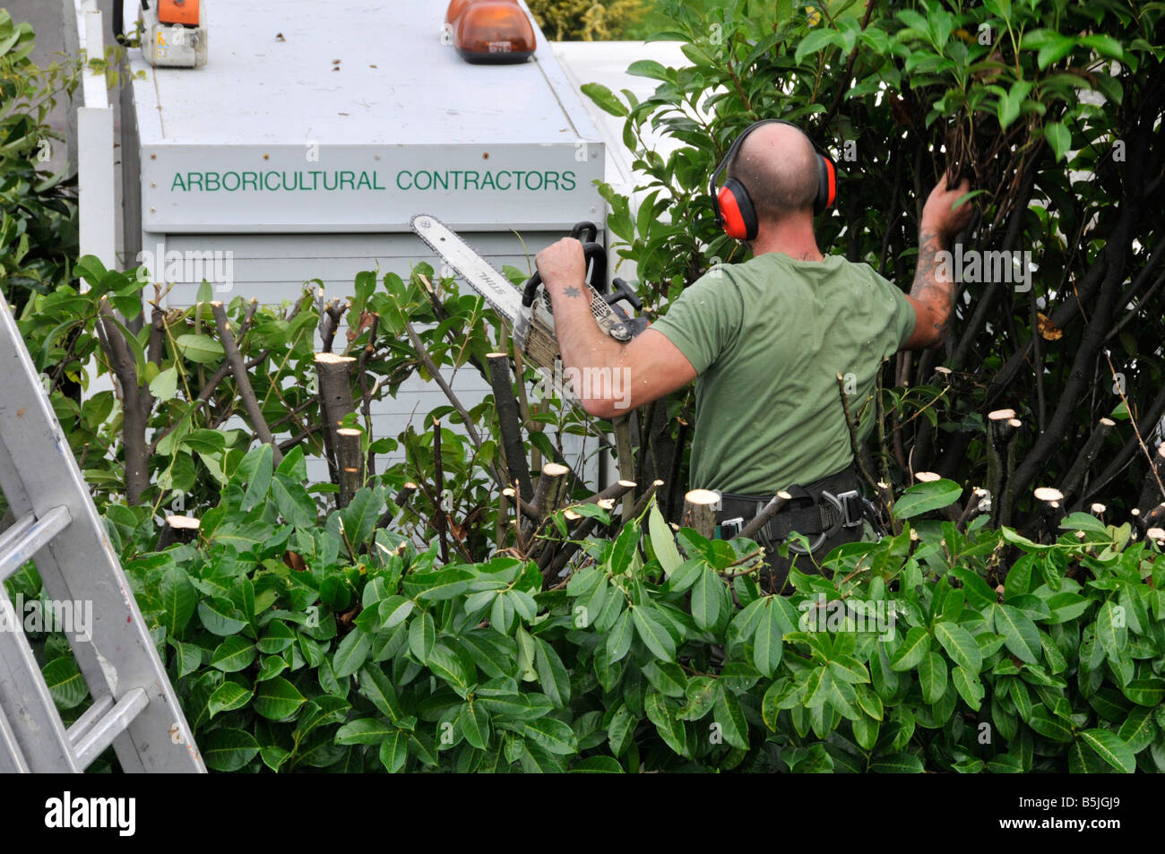 Man working in tall laurel garden hedge to prune back height of branches with Arboricultural Contractors sign on his parked lorry Essex England UK Stock Photo