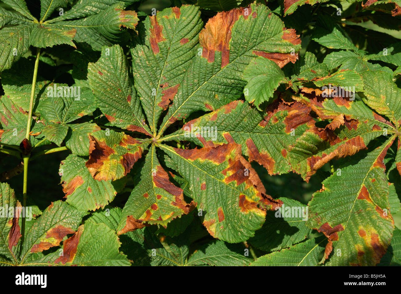 Horse chestnut leaf blotch Guignardia aesculi spots on a horse chestnut leaf Stock Photo