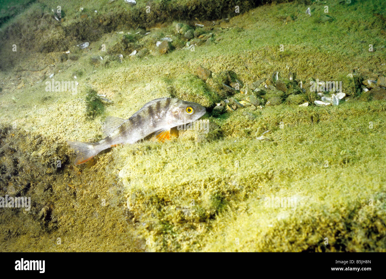 UK Freshwater fish. Perch, Perca Fluviatilis. Photographed in Stoney Cove, Leicestershire. England. Stock Photo