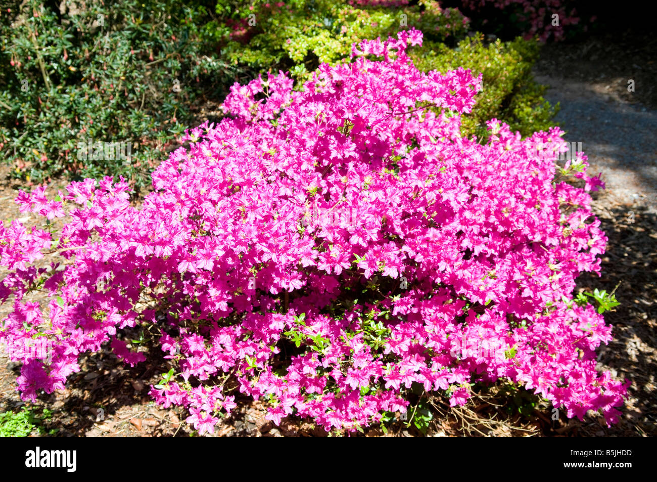 Azalea bush hires stock photography and images Alamy