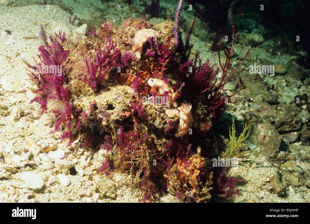 Three Nudibranchs feeding, off Limah Rock, Musandam Peninsula, Oman. Stock Photo