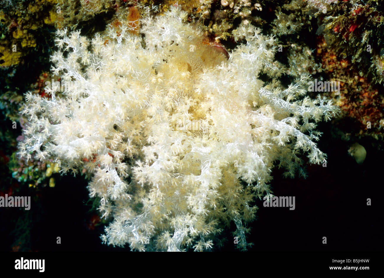 Soft Marine Coral. Soft Corals of the Maldives. Nephtheidae. White Spiky Soft Coral. Dendronephthya. Stock Photo