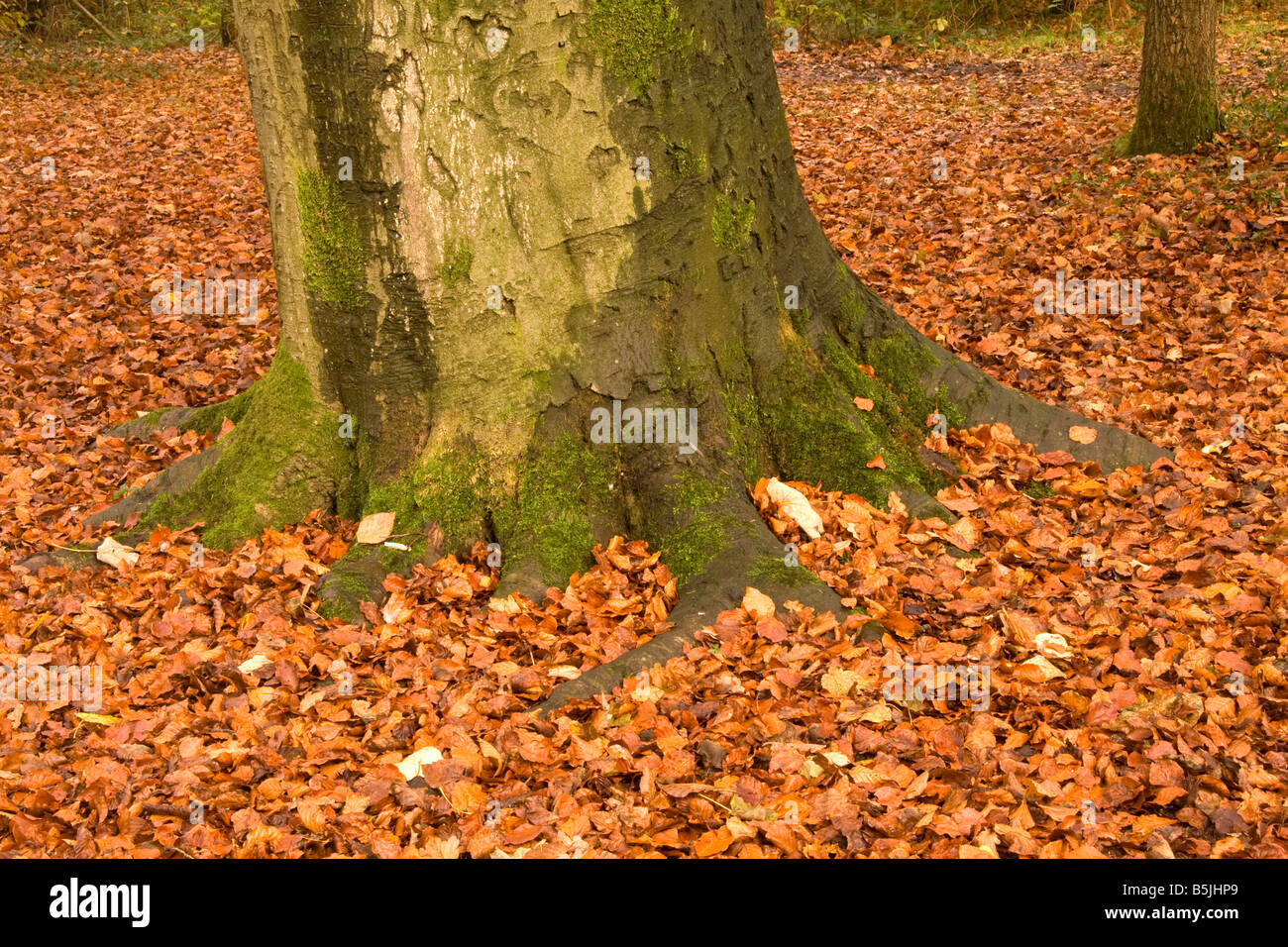 Autumn in Styal Woods, Cheshire, UK Stock Photo