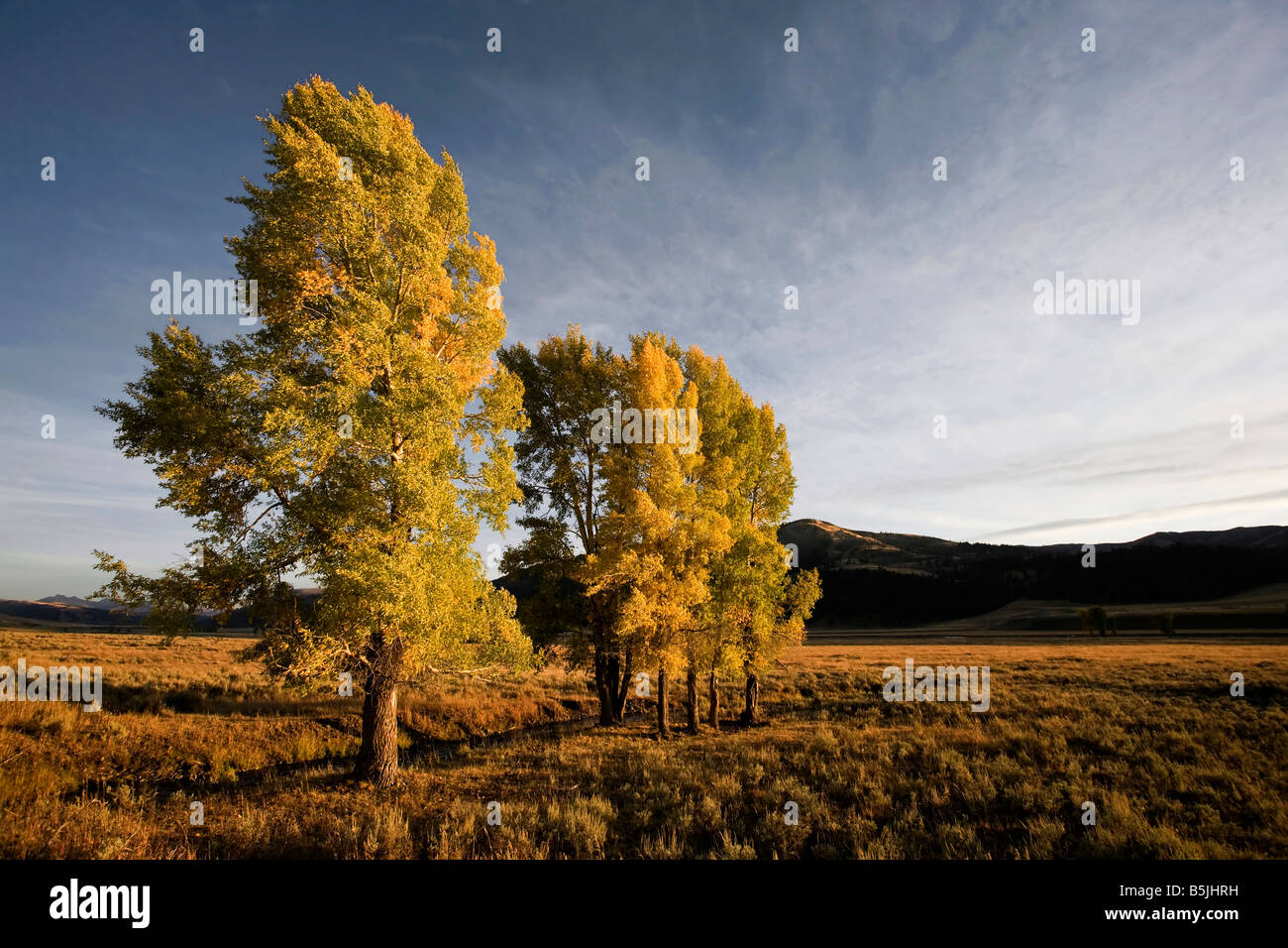 Lamar valley autumn hi-res stock photography and images - Alamy