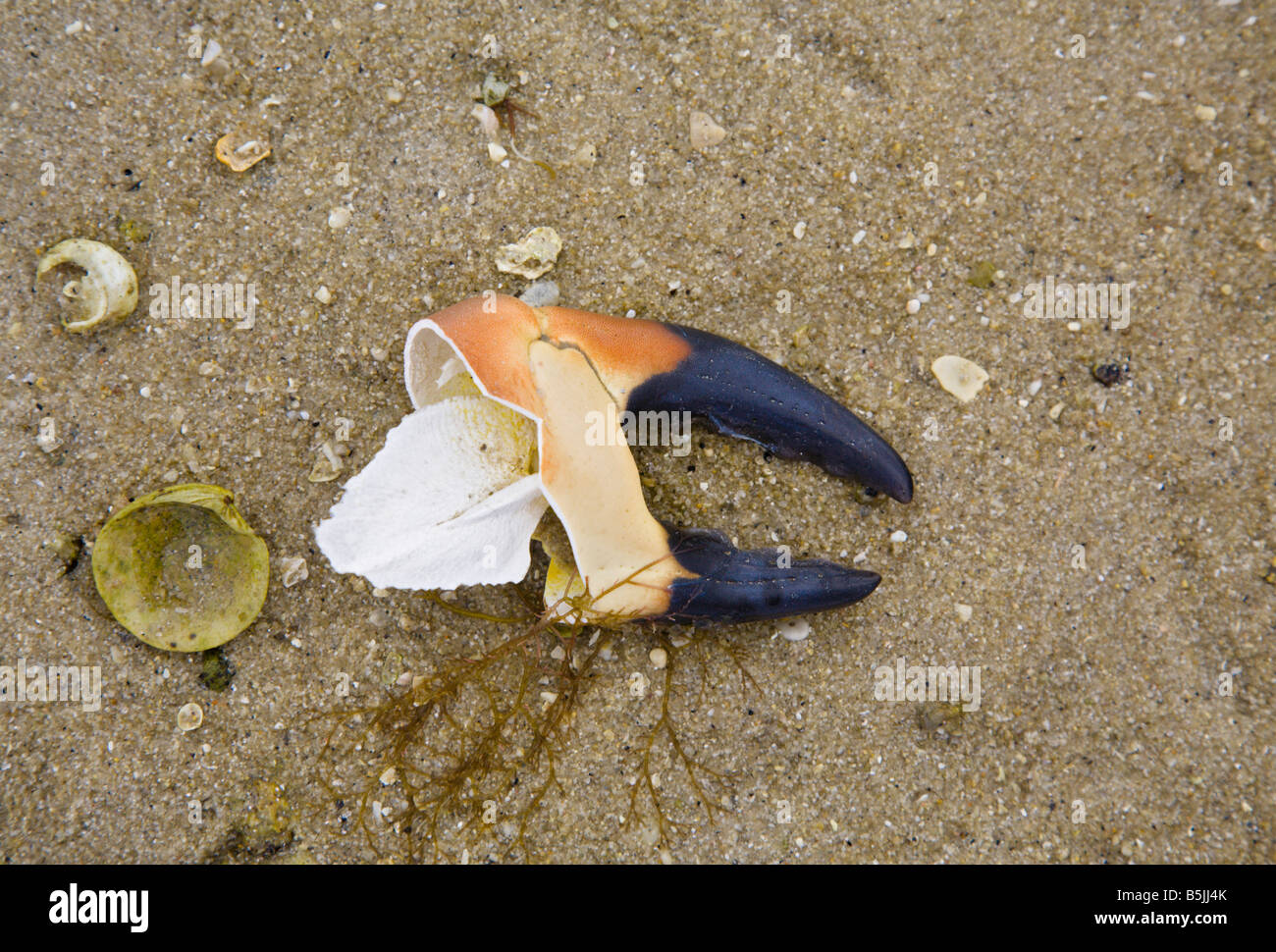 Crab claw hires stock photography and images Alamy