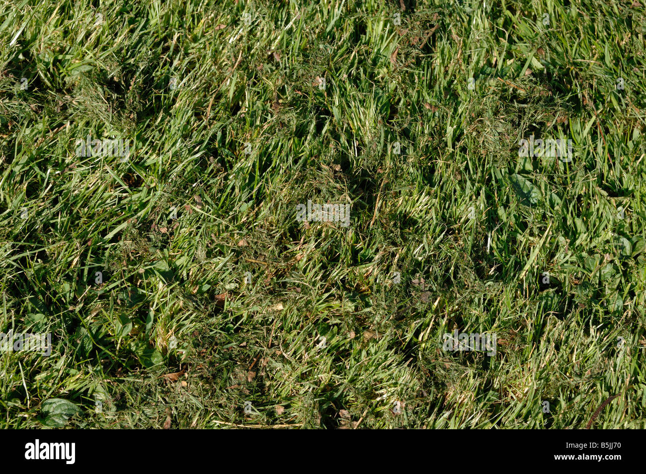 Rough lawn with fine much after mowing with a rotary mulching mower Stock Photo