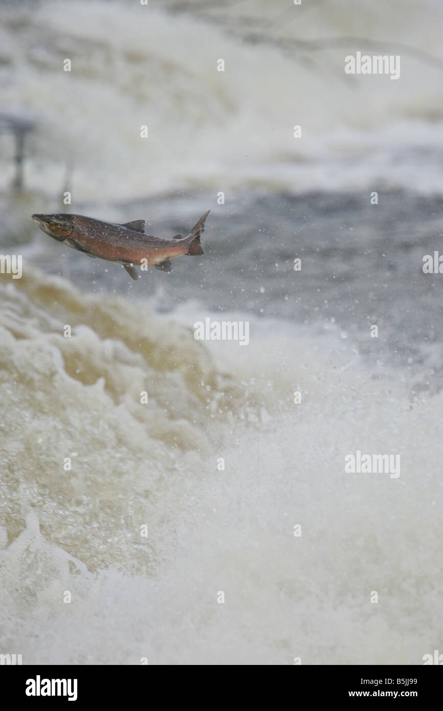Wild salmon leaping upstream at the  Philiphaugh cauld near at Selkirk in the Scottish Borders Stock Photo