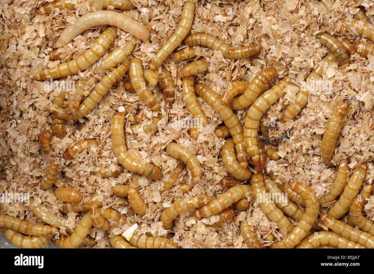 Yellow mealworm Tenebrio molitor beetle larvae Stock Photo