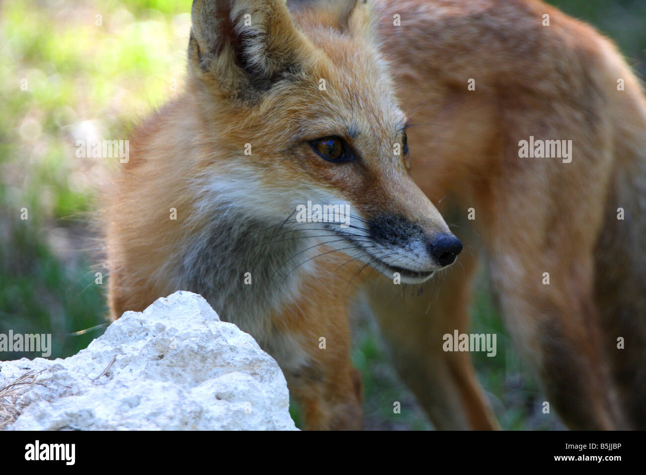 stock photo of wild red fox in Homosassa Florida Stock Photo