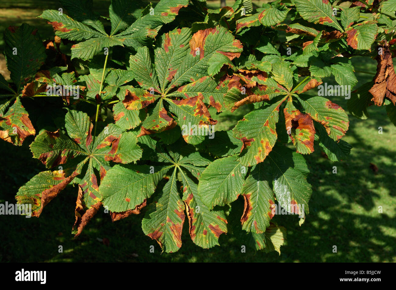 Horse chestnut leaf blotch Guignardia aesculi spots on a horse chestnut leaf Stock Photo