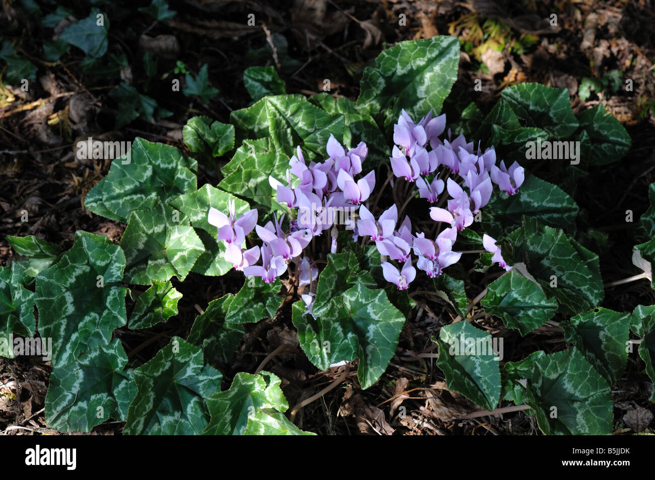 Ivy leaved cyclamen or sowbread Cyclamen hederifolium flowering in heavy shade Stock Photo