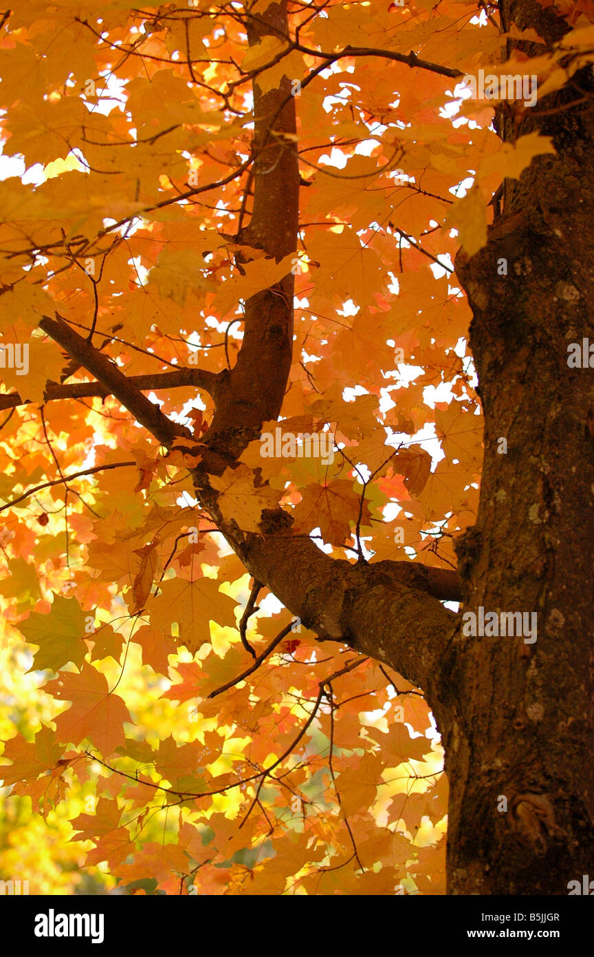 Bright orange leaves on a maple tree Stock Photo - Alamy