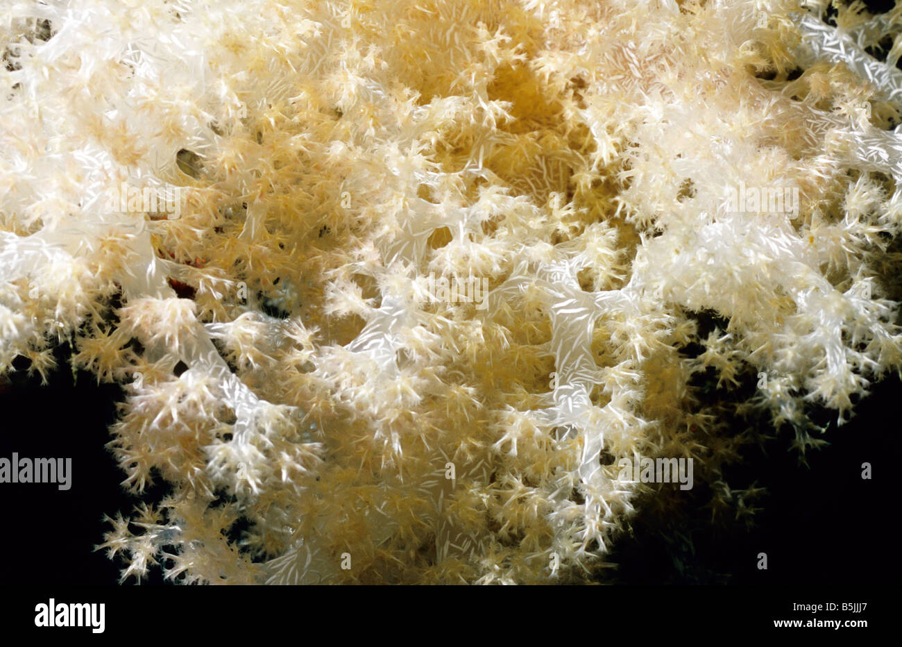 Soft marine coral. Class: Alcyonaria. White Spiky Soft Coral. Nephtheidae. Dendronephthya sp. Stock Photo
