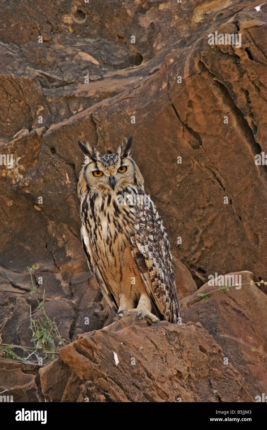 Indian Eagle-Owl / Rock Eagle Owl / Bengal Eagle Owl (Bubo bengalensis) Stock Photo