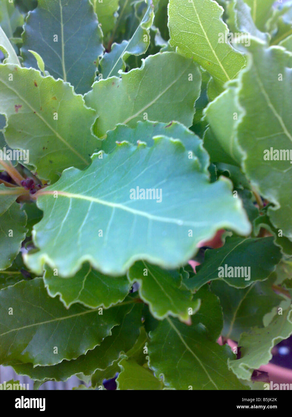 bay tree leaves cooking garnish herb flavour plant garden culinary