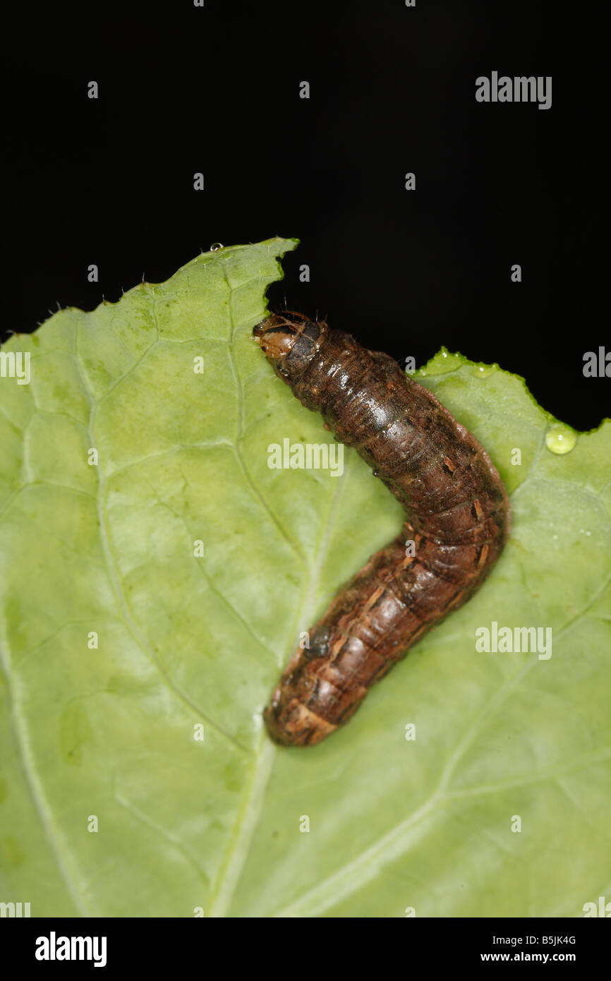 CUTWORM LARVA OF YELOW UNDERWING MOTH FEEDING ON CABBAGE AT NIGHT Stock Photo Alamy
