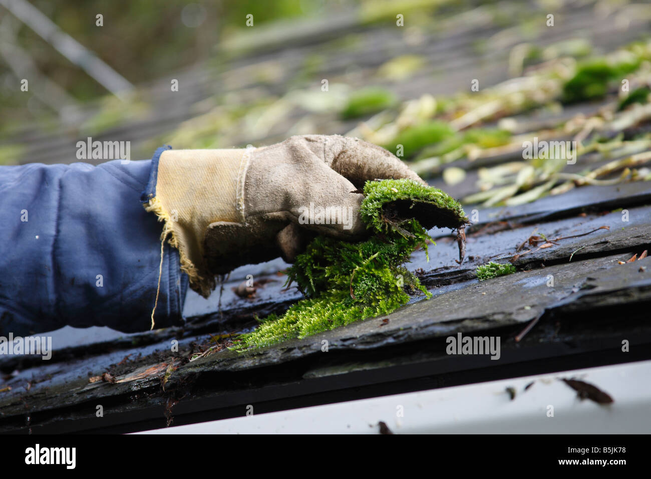 REMOVING MOSS FROM SLATE ROOF Stock Photo