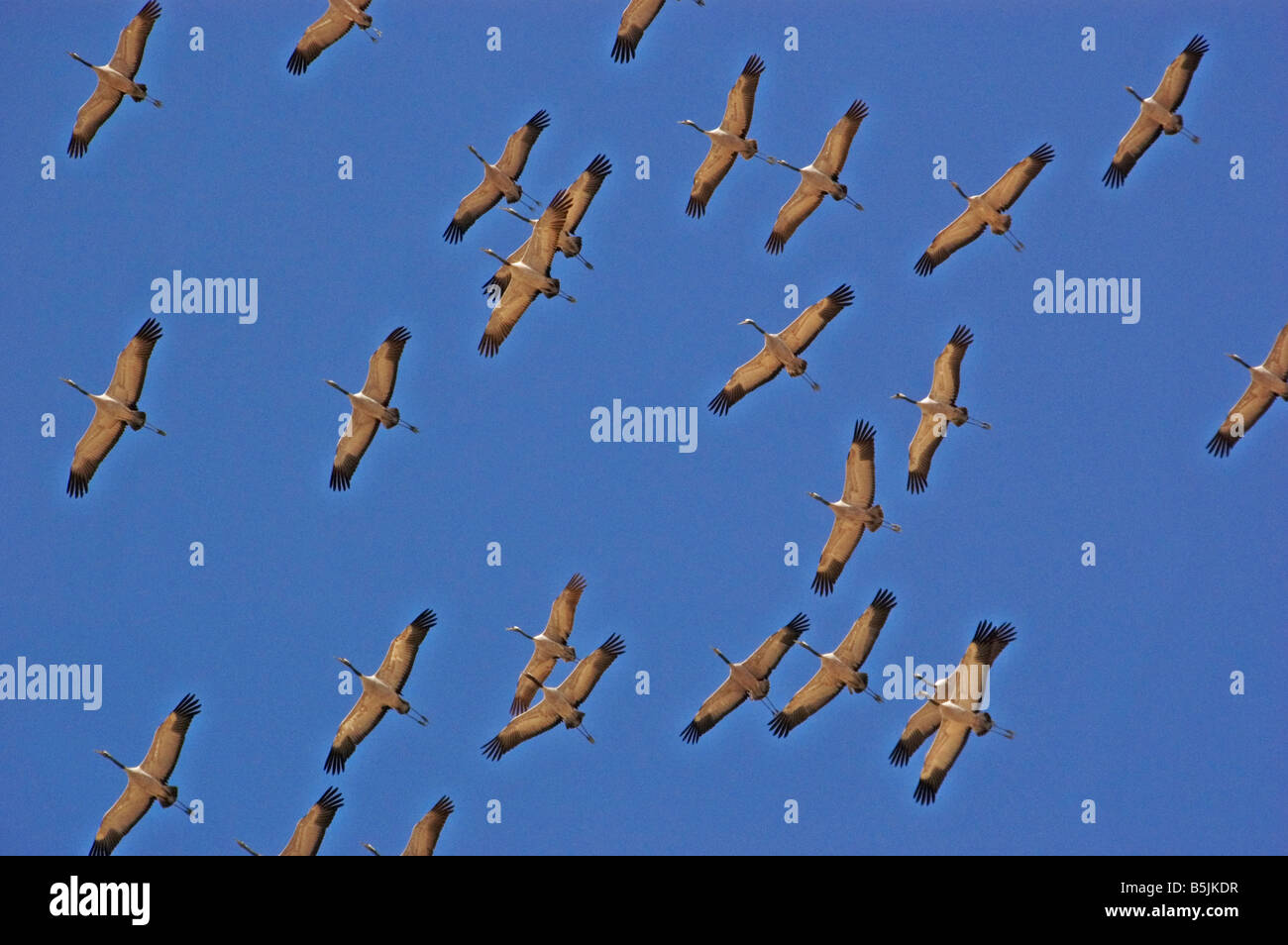 common cranes flying in formation Stock Photo