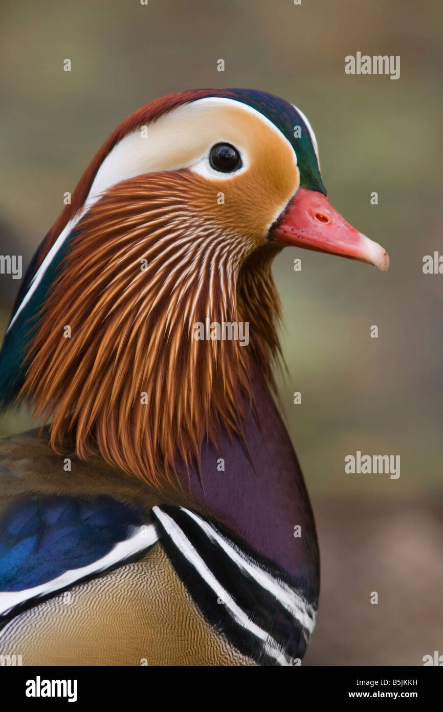 Manadrin Duck - Aix galericulata Stock Photo