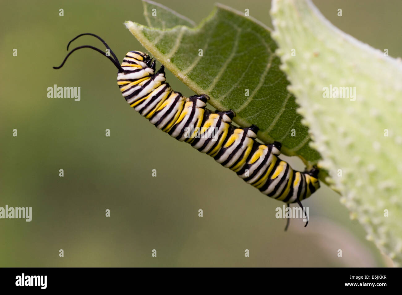 Monarch Butterfly Caterpillar eating milkweed plant Stock Photo