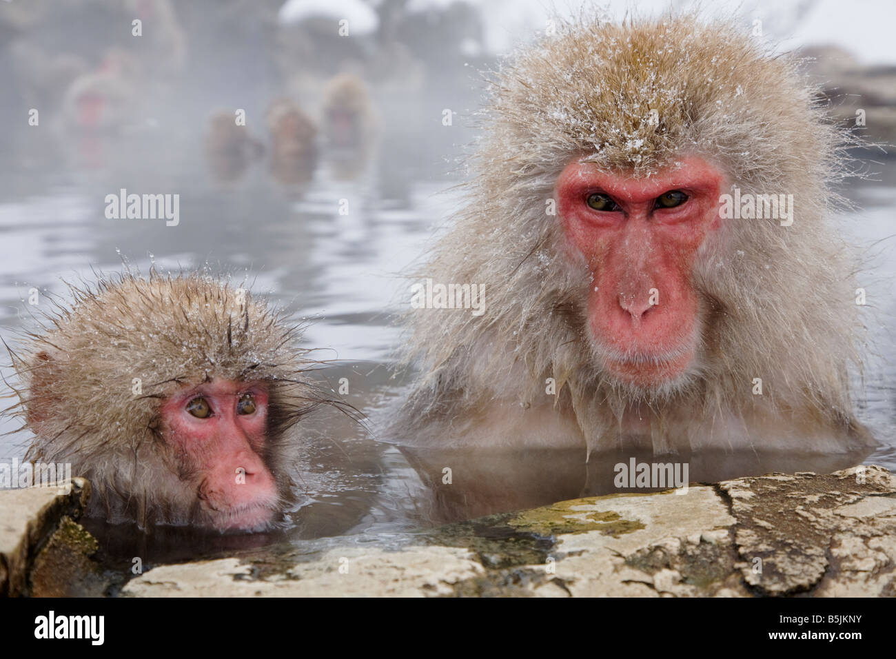 Snow Monkeys in Jigokudani National Monkey Park Nagano Japan Stock Photo Alamy