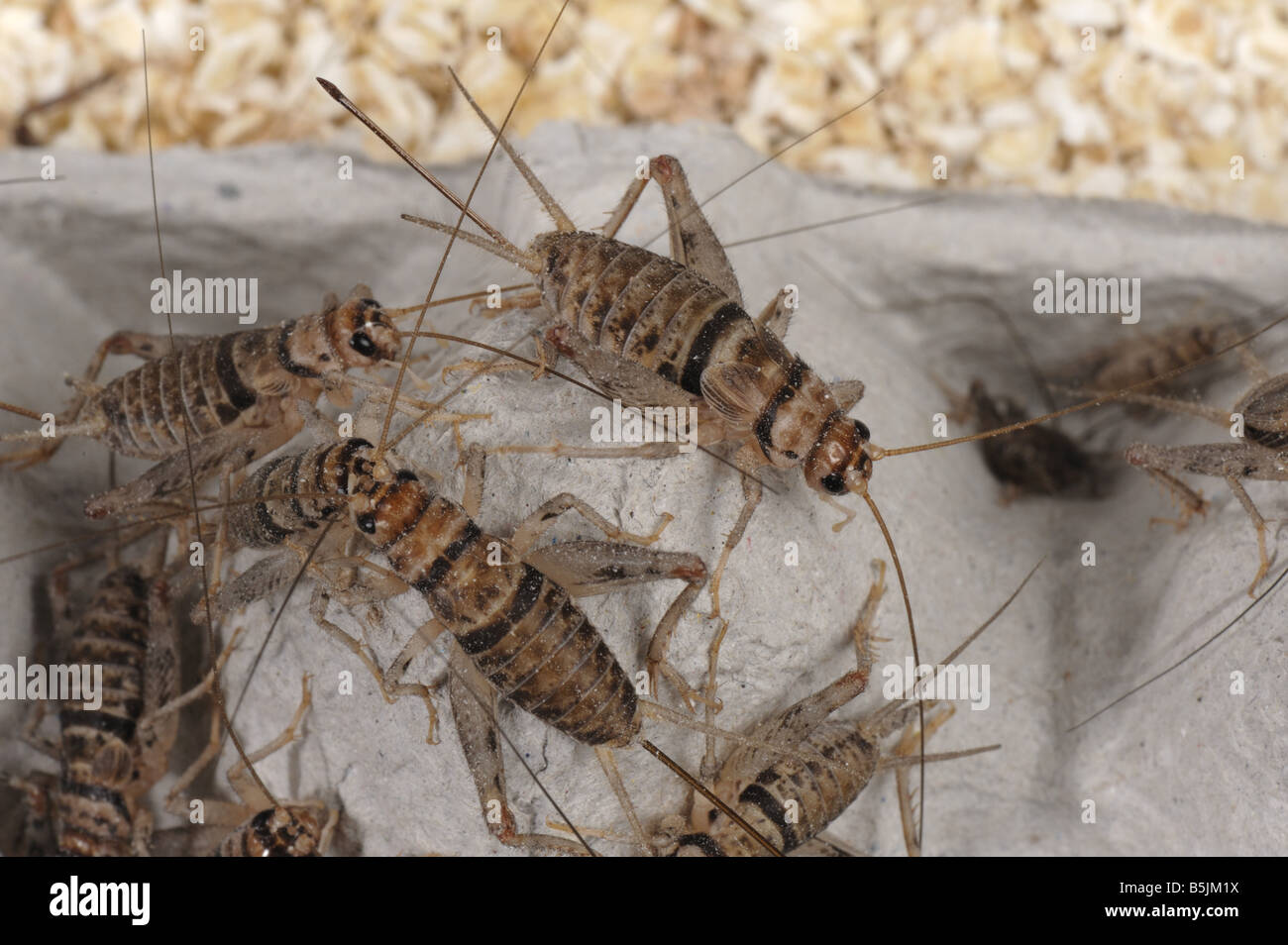 Tropical house crickets Gryllodes sigillatus various stages Stock Photo