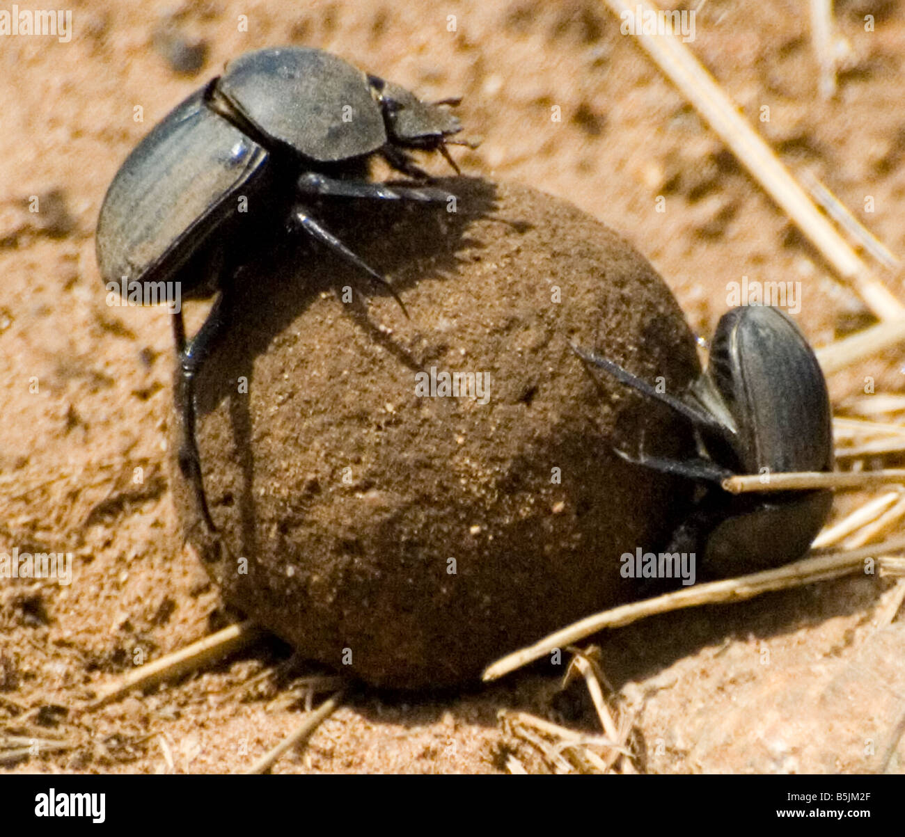 Two dung beetles rolling ball of dung across road Stock Photo