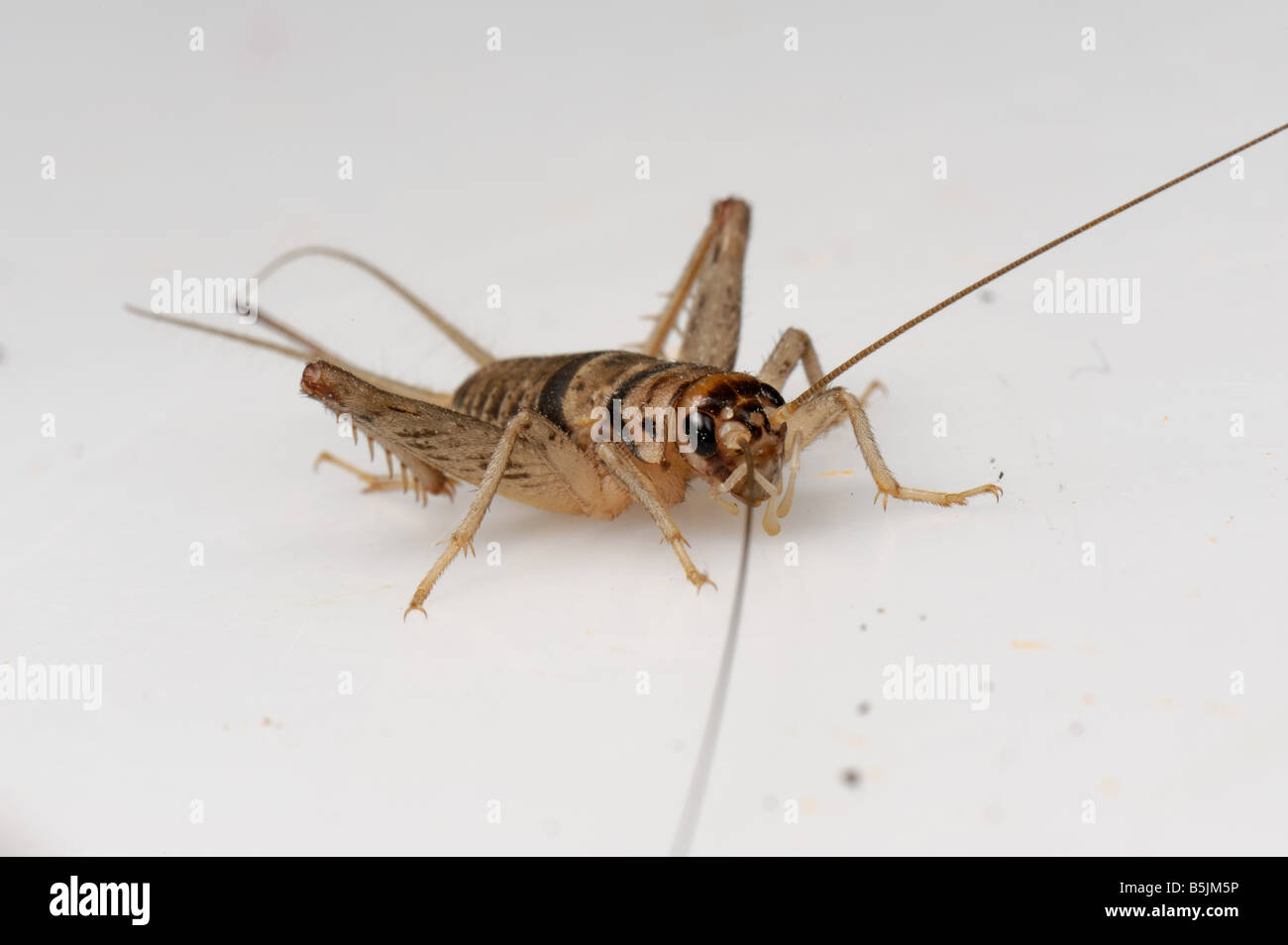 Tropical house cricket Gryllodes sigillatus adult female Stock Photo