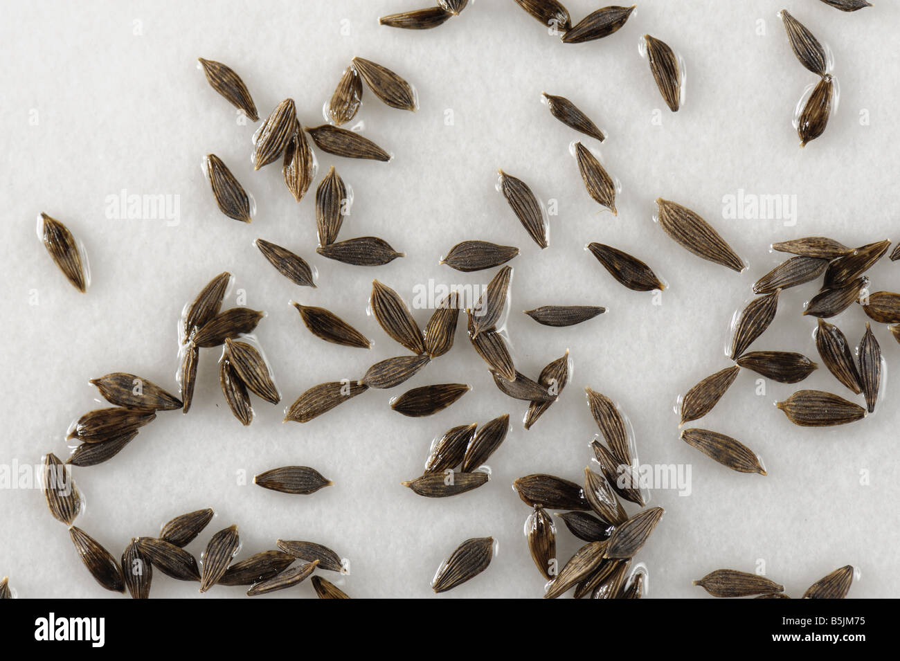 Lettuce seeds on a wet filter paper before germination Stock Photo