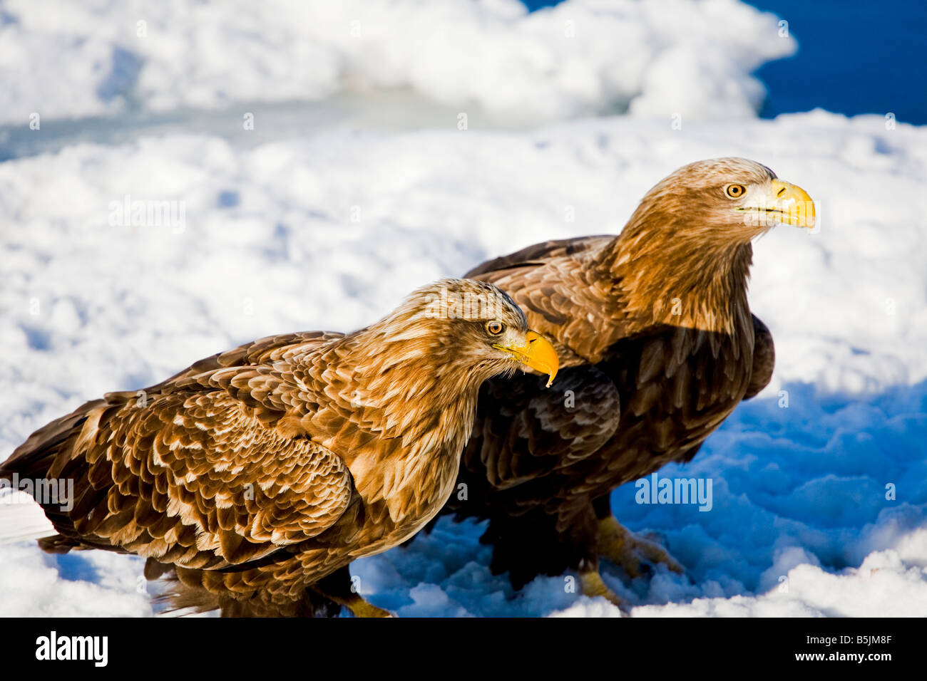 Shiretoko Peninsula Hokkaido Japan Steller S Sea Eagle