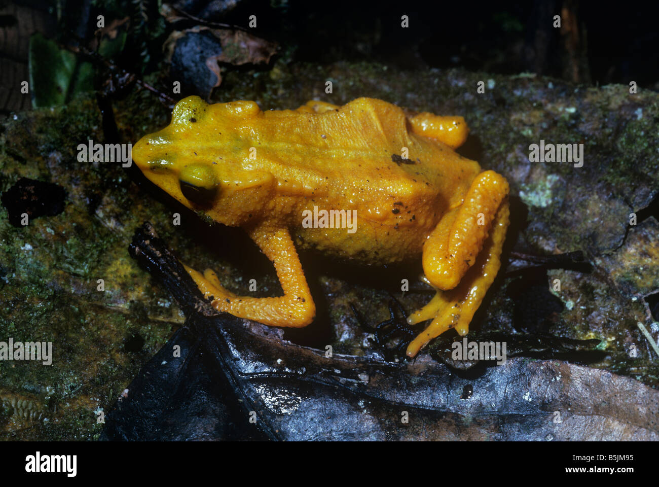 Yellow harlequin frog actually a toad Atelopus oxyrhynchus Bufonidae a warningly colored diurnal species in rainforest Venezuela Stock Photo