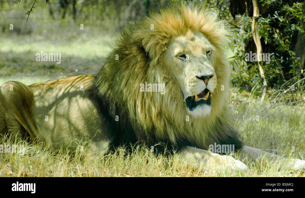 Adult Male African Wild Lion Full Mane Resting in Shade Stock Photo - Alamy