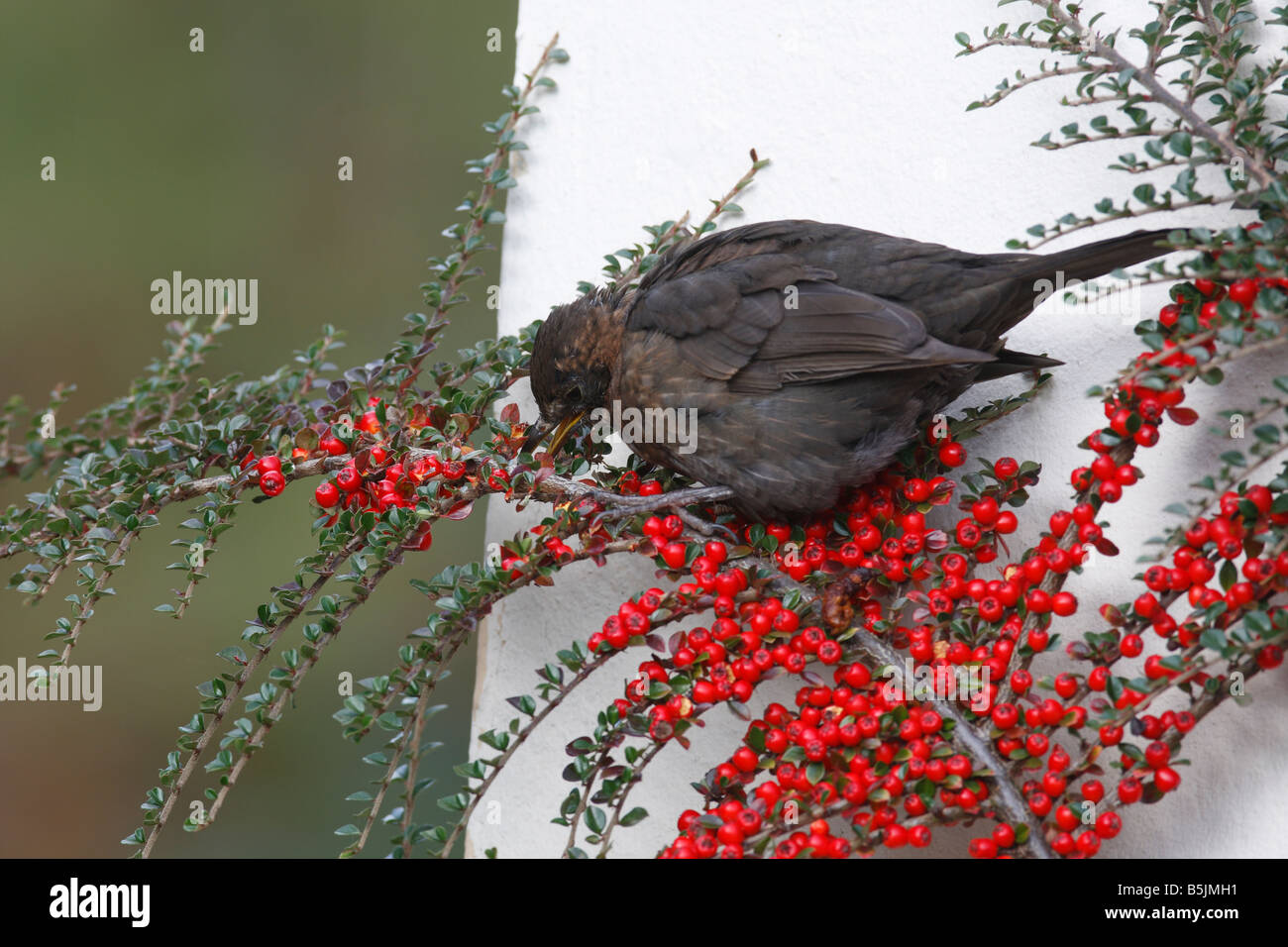 BLACKBIRD Turdus merula FEMALE PICKING COTONEASTER BERRY Stock Photo