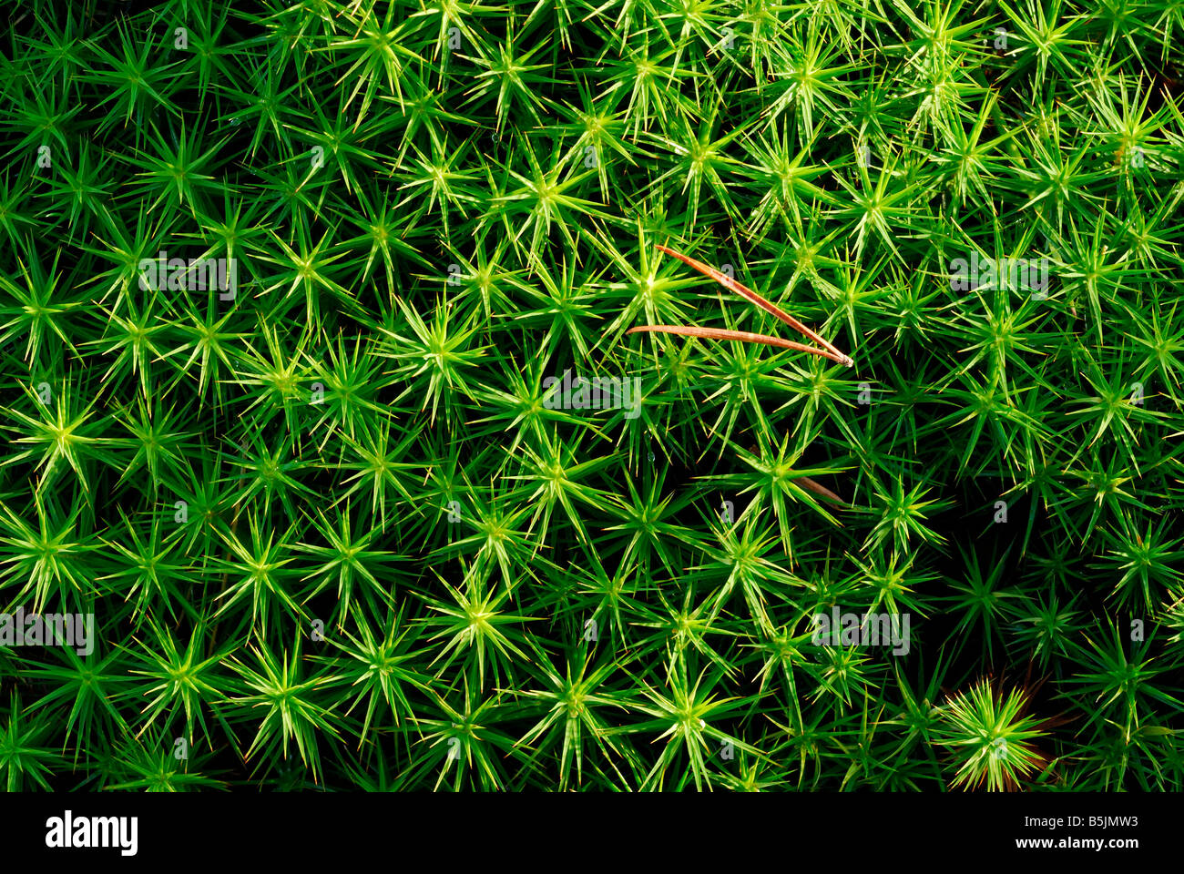 Star shaped moss hi-res stock photography and images - Alamy
