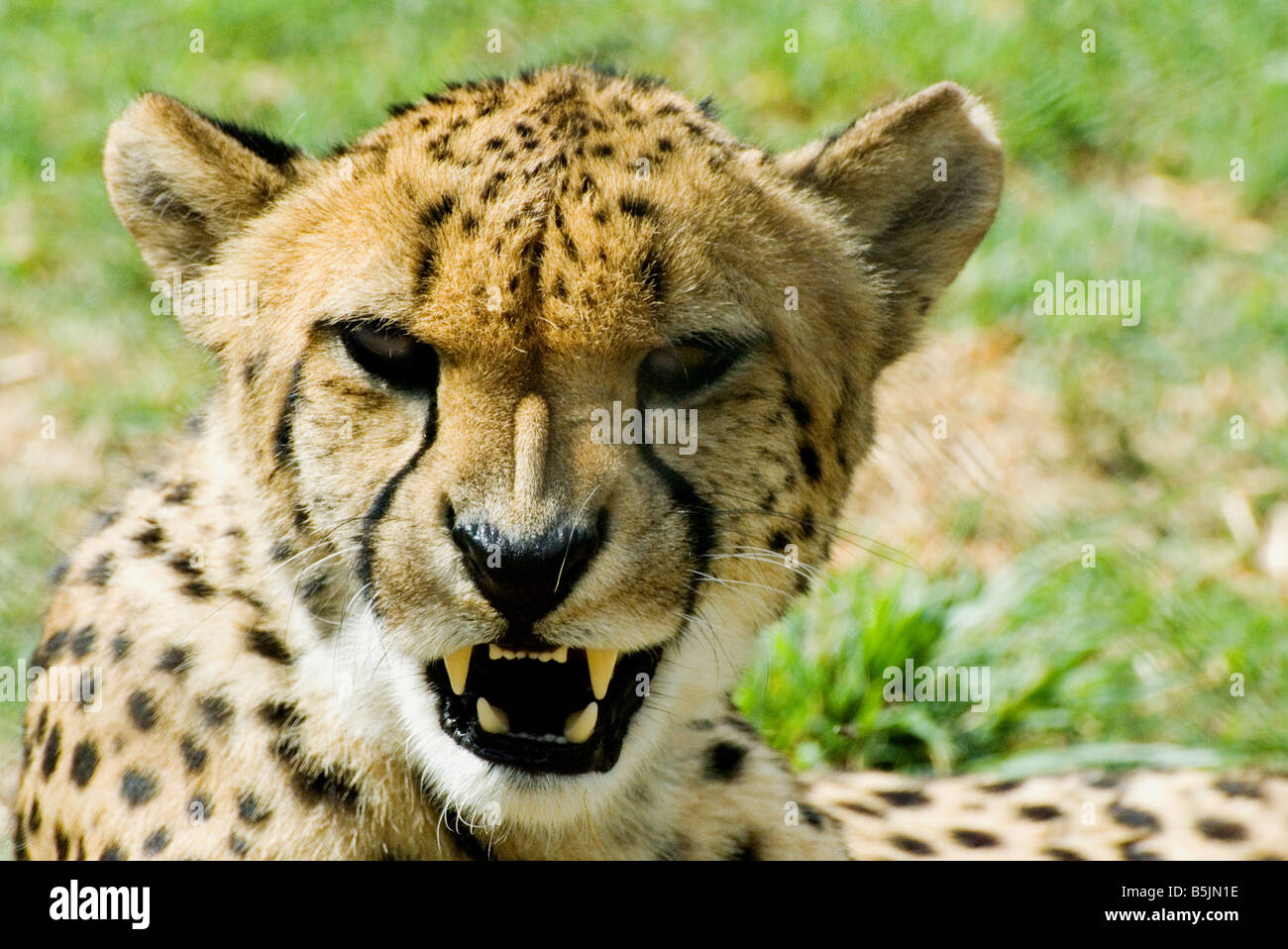 Close up of Cheetah head - mouth open growling with teeth exposed Stock Photo
