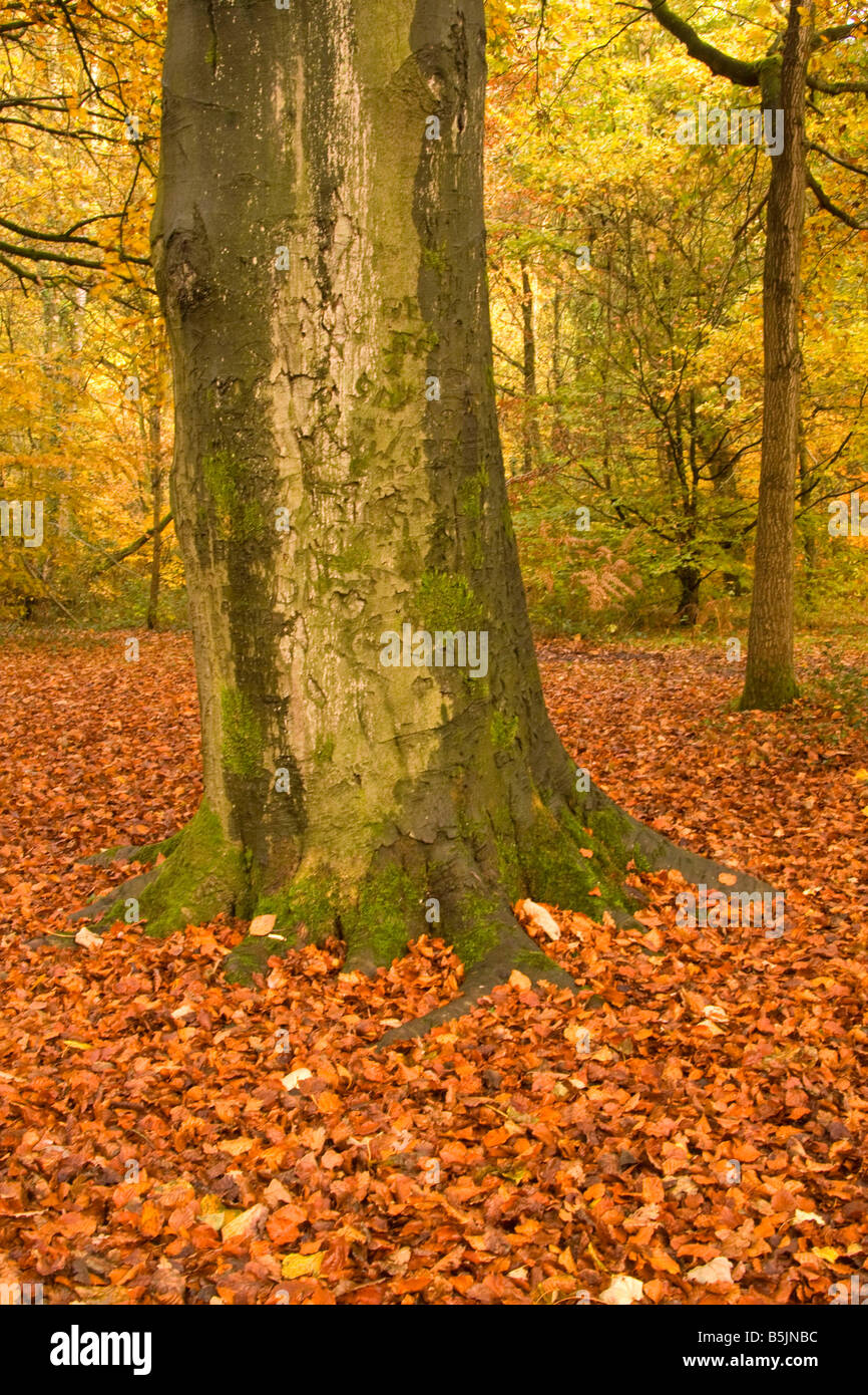 Cheshire woods hires stock photography and images Alamy