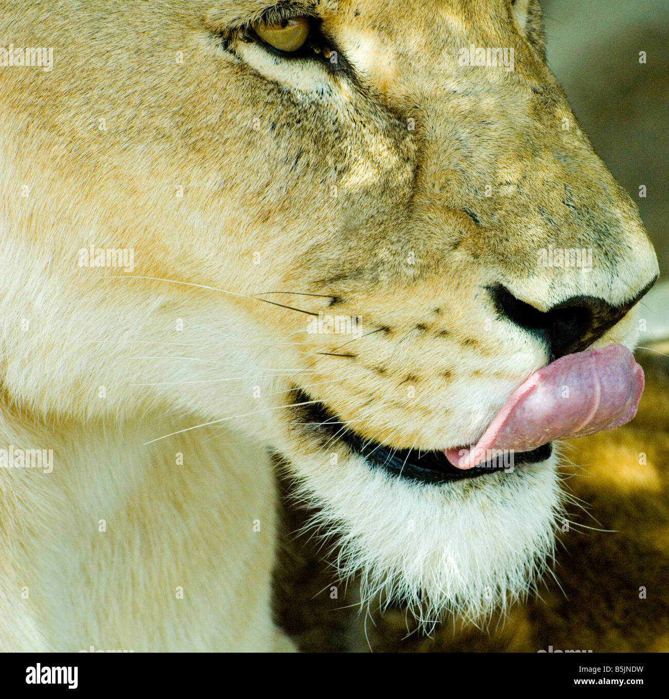 Collection 28+ Pictures what does a lion’s tongue look like Superb Collection 28+ Pictures what does a lion’s tongue look like Superb