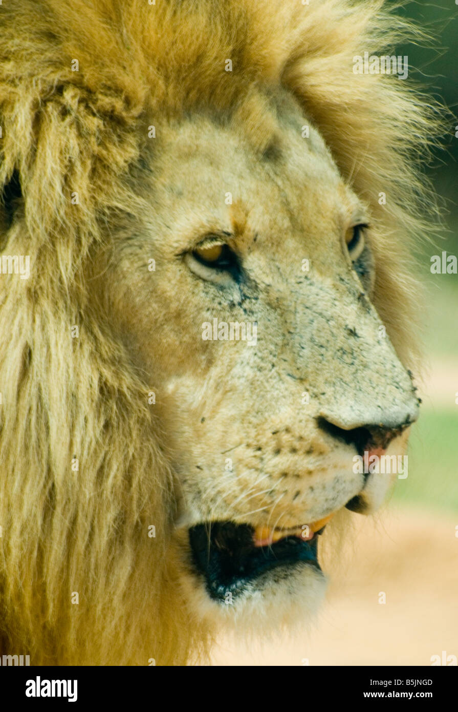 Male Lion Head with Full Mane Stock Photo
